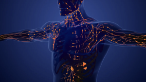 systeme lymphatique bannière